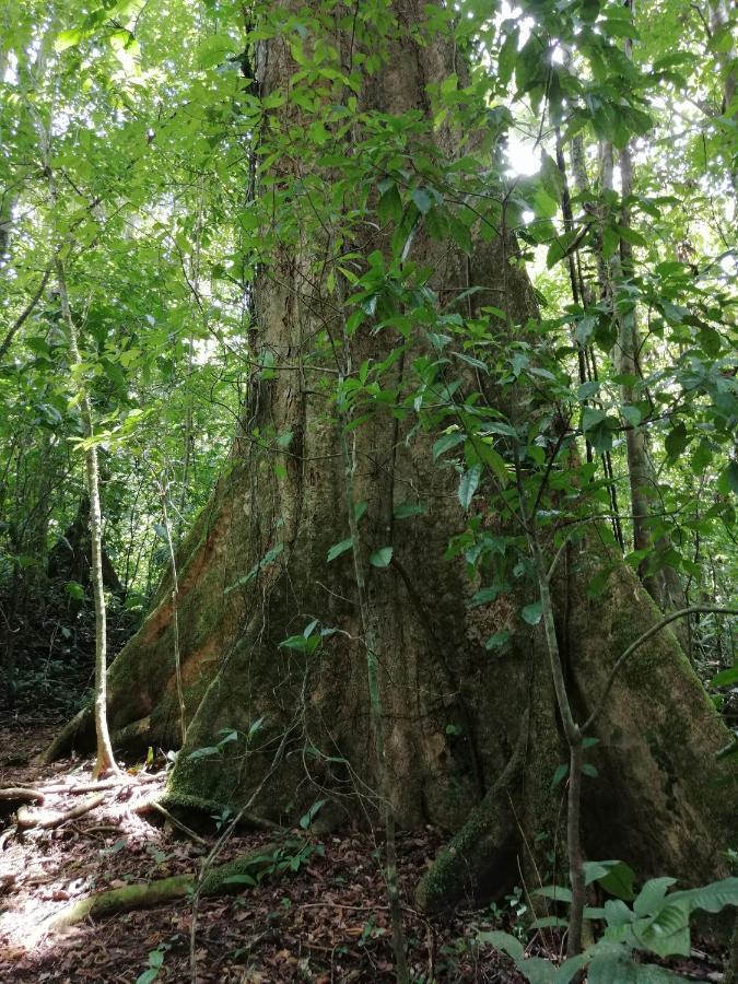 Willa Aves De Tierras Altas Bijagua Zewnętrze zdjęcie